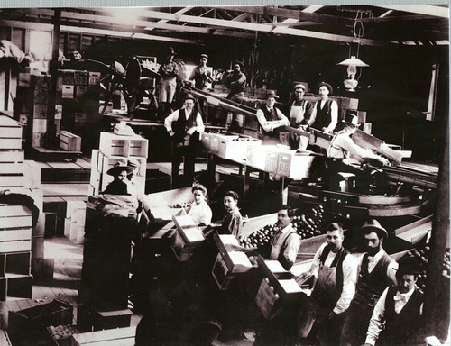 1890 Inside Placentia Packing house.jpg