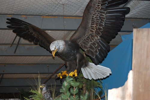 Rock Wall Eagle.jpg